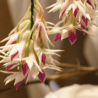 dendrobium_amethystoglossum2md