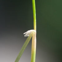 deschampsia_flexuosa3md (Deschampsia flexuosa)