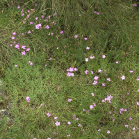 Dianthus graniticus (Œillet du granite)