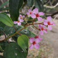 dichaetanthera_oblongifolia2md (Dichaetanthera oblongifolia)