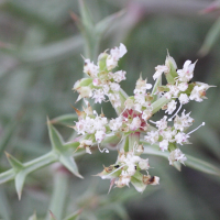 echinophora_spinosa5md (Echinophora spinosa)