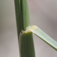 Elytrigia_juncea ssp. juncea (Elytrigia juncea ssp. juncea)