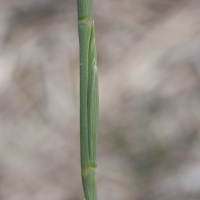 Elytrigia_juncea ssp. juncea (Elytrigia juncea ssp. juncea)