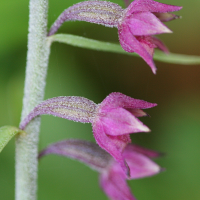 epipactis_atrorubens3bd (Epipactis atrorubens)