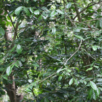 Faramea occidentalis (Faramea)
