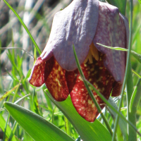 fritillaria_tubiformis5mv