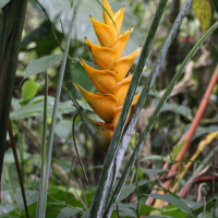 heliconia_caribaea7md