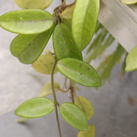Hoya carnosa (Hoya, Fleur de porcelaine)