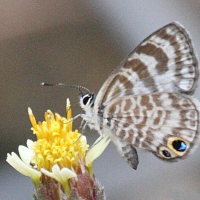 Leptotes cassius ssp. cassioides (Lycène, Cassius Blue)