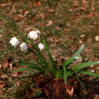 Leucoium, Leucojum vernum (Nivéole de printemps)