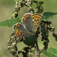 Lycaena helle (Cuivré de la bistorte)