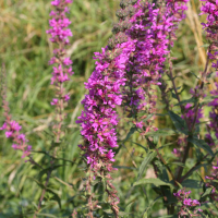 lythrum_salicaria2md