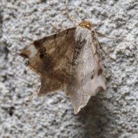 macaria_alternata2md