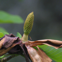 magnolia_obovata4md