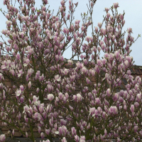 Magnolia x soulangeana (Magnolia de Soulange-Bodin)