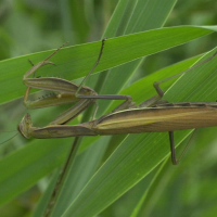 mantis_religiosa5md