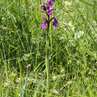 Anacamptis morio (Orchis bouffon)