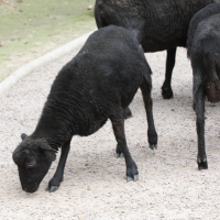 Ovis aries (Mouton race Ouessant)
