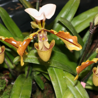 paphiopedilum_spicerianum2md