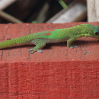 phelsuma_laticauda4bd