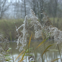 phragmites_australis6md