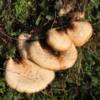 polyporus_squamosus4md