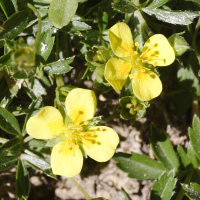 potentilla_erecta_herminii2md