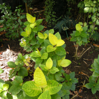 Pseuderanthemum reticulatum (Pensée créole de Polynésie)