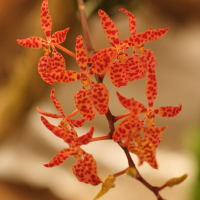 renanthera_monachica2md