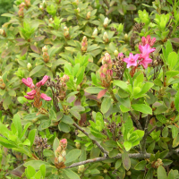 rhododendron_hirsutum2md