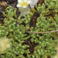 saxifraga_moschata2md