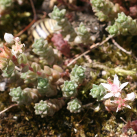 sedum_anglicum4md