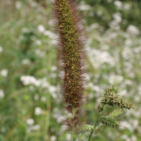 setaria_viridis1md (Setaria viridis)