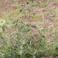 Trichodesma zeylanicum (Herbe tourterelle)