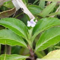 viola_stipularis2md (Viola stipularis)