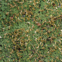 Arenaria tetraquetra (Sabline à quatre rangs)