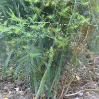 Asparagus_officinalis