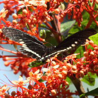 Battus polydamas ssp. neodamas (Papillon Polydamas (Polydamas Swallowtail))