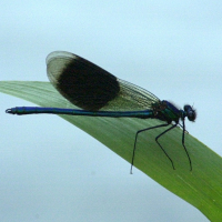 calopteryx_splendens2bmd (Calopteryx splendens)