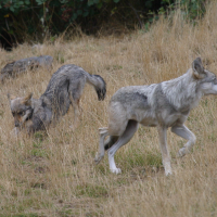 canis_lupus_albus3BD (Canis lupus)