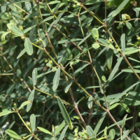 Euphorbia articulata (Chamaesyce, Euphorbe)