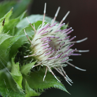 cirsium_oleraceum8bd (Cirsium oleraceum)