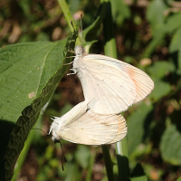 colotis_evanthe2md (Colotis evanthe)