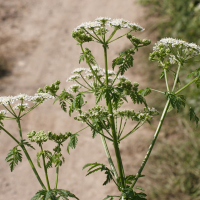 conium_maculatum2md (Conium maculatum)