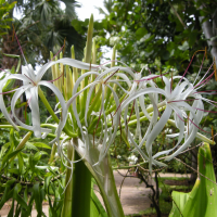 crinum_asiaticum2md