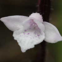 cynorkis_breviplectra3md (Cynorkis (Cynorchis) breviplectra)