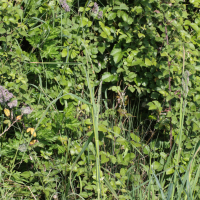 Dactylis glomerata (Dactyle vulgaire)