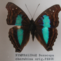 Doxocopa cherubina (Doxocopa)