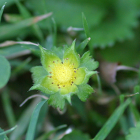 duchesnea_indica5md (Duchesnea indica)