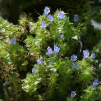 echium_pininana2bd (Echium pininana)